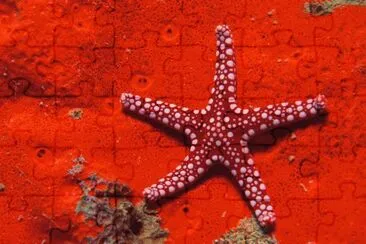Starfish Great Barrier Reef