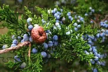 Juniper
