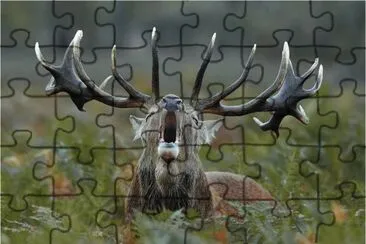 Burling pose Deer jigsaw puzzle