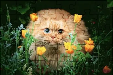 Cat jigsaw puzzle