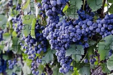 Grapes