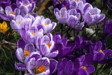 Crocus
