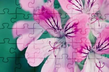 Beautiful Flower jigsaw puzzle