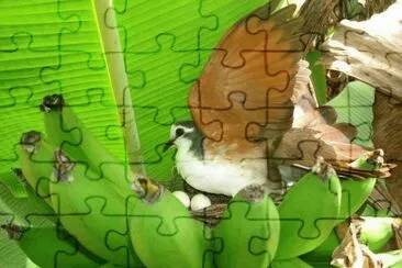 Cacho de Banana com Ninho de PÃ¡ssaro