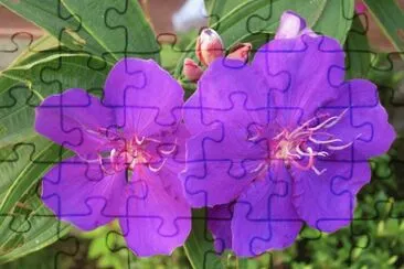 èŠ± jigsaw puzzle