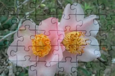 èŒ¶èŠ± jigsaw puzzle