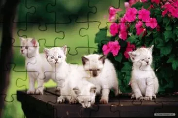 Five naughty Kittens jigsaw puzzle