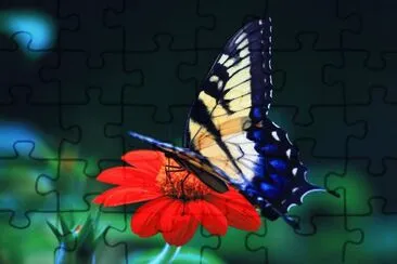 Butterfly on Flower jigsaw puzzle