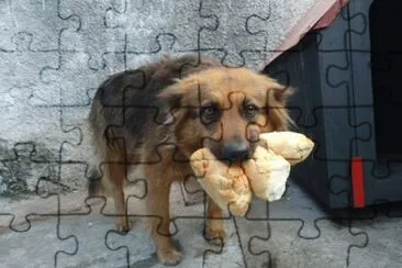 cÃ£ozinho guloso