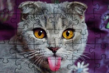 Gatinho malcriado