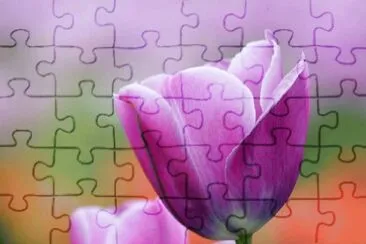 פאזל של TULIPÃN HOLANDES