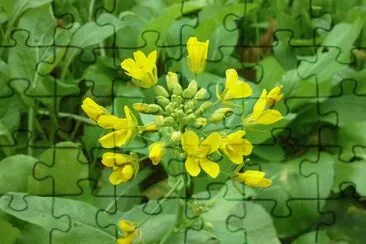 פאזל של æ²¹èœèŠ±