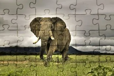 פאזל של Angry Elephant in South Africa