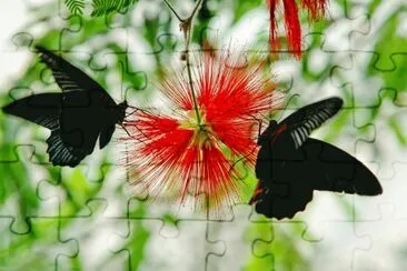 Swallowtails jigsaw puzzle
