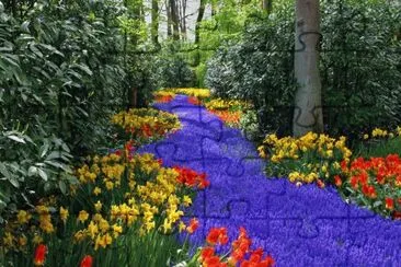 Blue Flowers Path