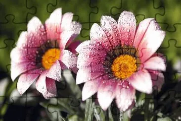 Two wet Flowers jigsaw puzzle