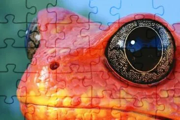 frog jigsaw puzzle