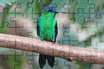 beija-flor jigsaw puzzle