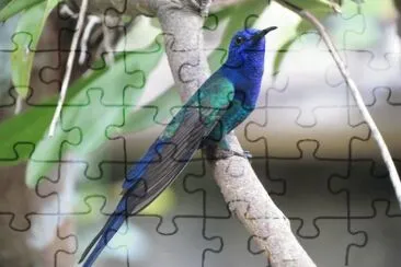 beija-flor-tesoura jigsaw puzzle