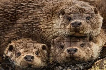 eurasian otters jigsaw puzzle