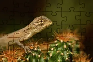 lizard in india jigsaw puzzle