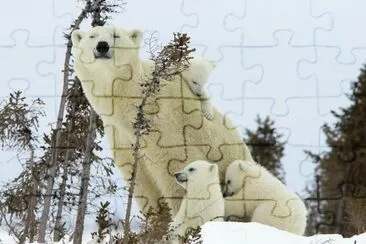 Osos Polars jigsaw puzzle