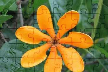 èŠ± jigsaw puzzle