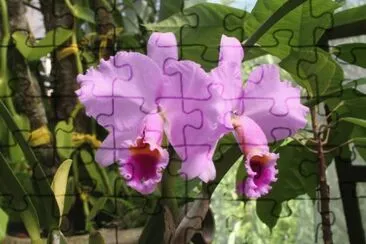 ORQUÃDEA EN VALLARTA jigsaw puzzle