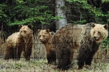 Bears in Jasper National Park  Canada