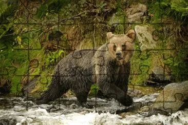 Bear in Jasper National Park  Canada