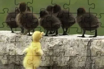 Patitos