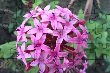 èŠ± jigsaw puzzle