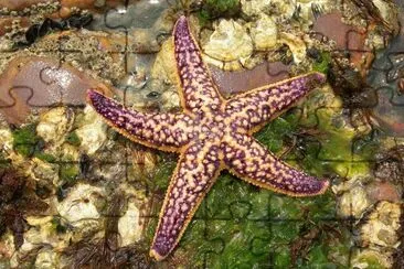 North Pacific Starfish  Asterias Amurensis jigsaw puzzle