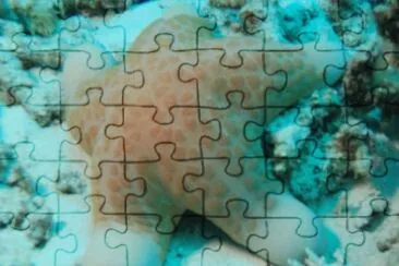 Pacific and Indian Ocean Starfish  Choriasten jigsaw puzzle