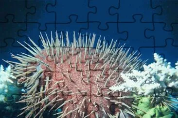 Red Sea Starfish  Acanthaster Planci jigsaw puzzle