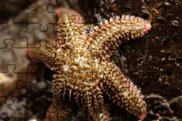 Starfish Leptasterias  Hexatis jigsaw puzzle