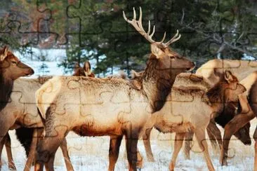 Deer in Jasper Nat. Park  Canada