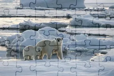 Spitsbergen  Icebear with cub
