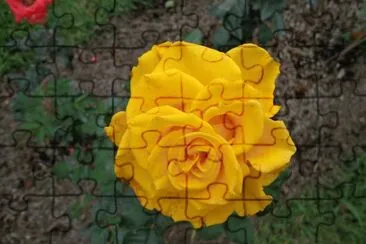 ROSAS AMARILLAS