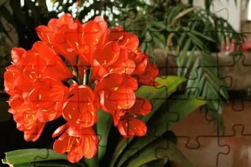 Clivia