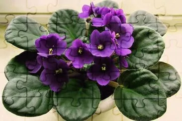 Violeta jigsaw puzzle