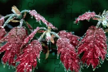 Frozen Red Oak leaves jigsaw puzzle