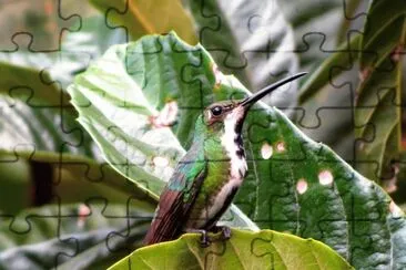 beija-flor