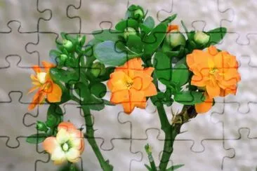 פאזל של planta da fortuna