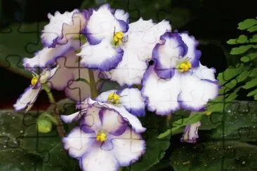 פאזל של violeta