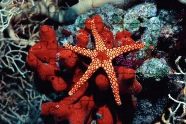 Starfish and Coral