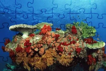 Coral  Great Barrier Reef