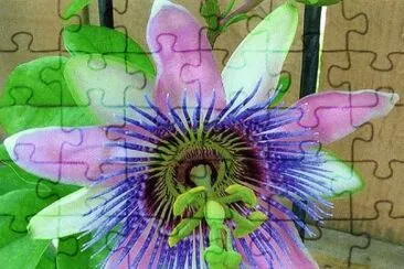 פאזל של PASIFLORA: ESTRUCTURA NATURAL PERFECTA