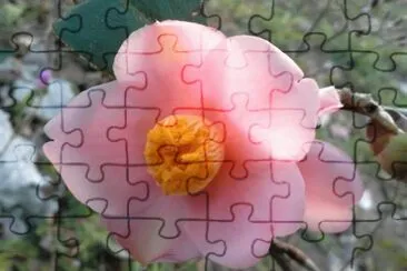 èŒ¶èŠ±