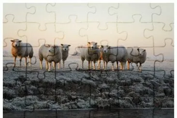Sheeps in the snow